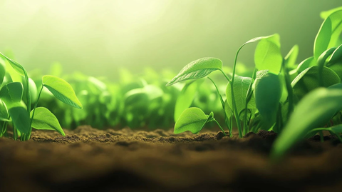 绿色植物农业种植