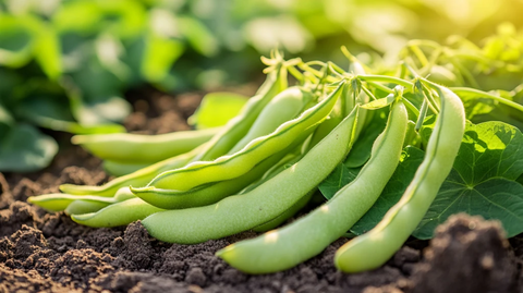 豆类农产品果实豆角地