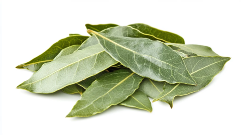月桂叶香桂叶