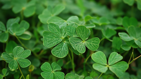 幸运草四叶草