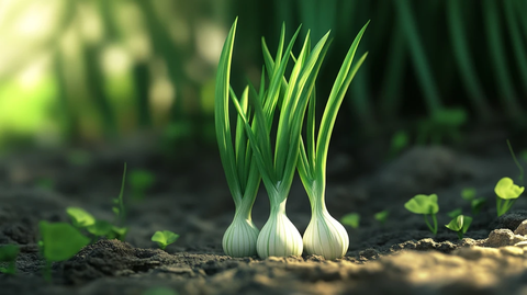 葱的生长过程