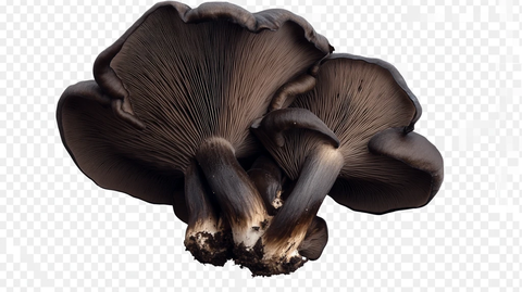 免抠蘑菇