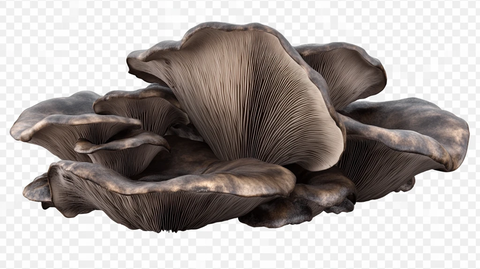免抠蘑菇
