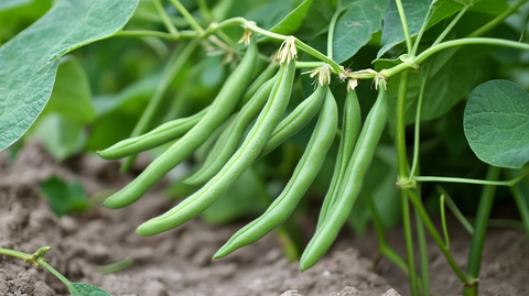 豆类农产品果实豆角地