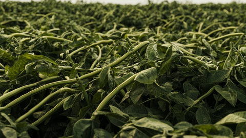 农作物绿豆种植