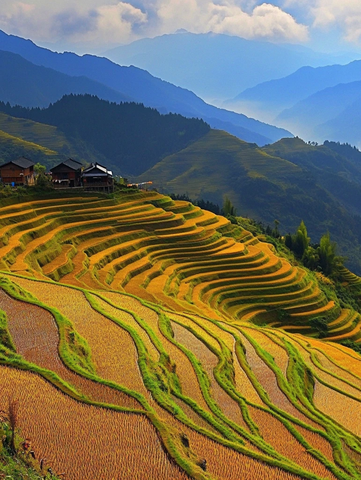 金秋稻田层叠景