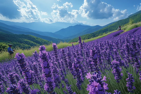 薰衣草花海农耕图