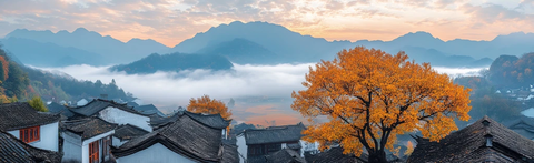 白墙黑瓦柿子树