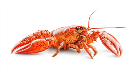 写实小龙虾手绘
