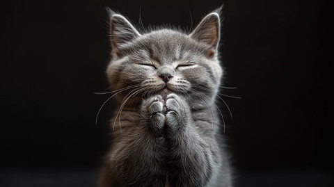 灰猫双爪合十