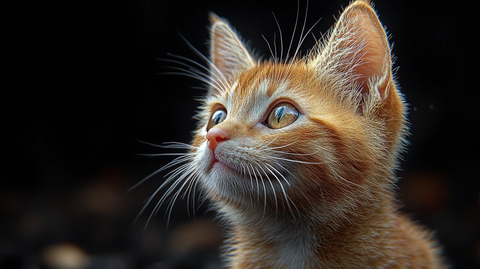 小橘白猫棕色眼睛