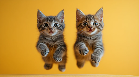 灰猫跳跃黄色背景