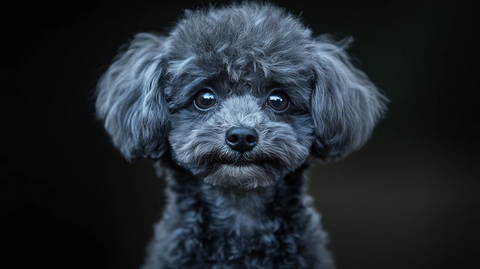 灰色玩具贵宾犬