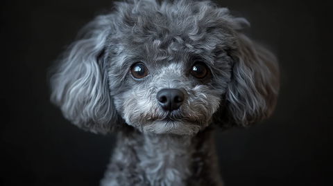 灰色玩具贵宾犬