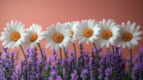 白菊与薰衣草花束