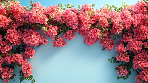 白墙上的彩色花朵