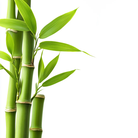 翠竹素材淘宝素材
