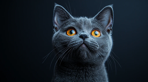 英国短毛猫惊喜表情