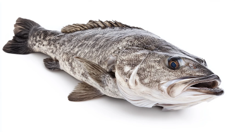鲈鱼白底图片