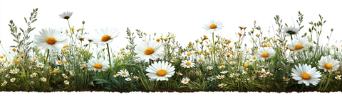 春天草地与雏菊