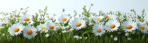 春天草地与雏菊