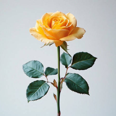 单枝黄玫瑰