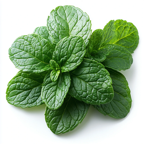 薄荷叶透明背景