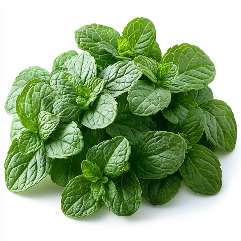 薄荷叶透明背景