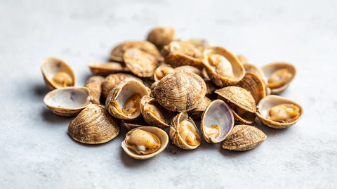 花甲蛤蜊海鲜花蛤