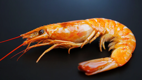 活大虾黑底