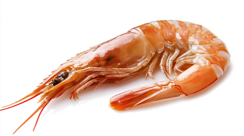 虾高清白底图