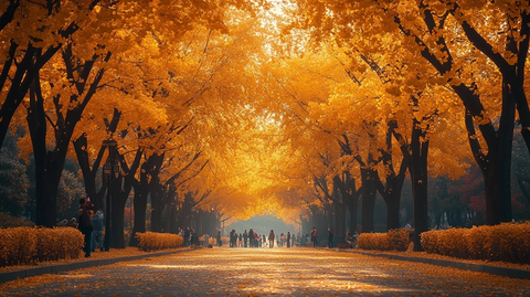 银杏树下人群聚集的俯瞰景象