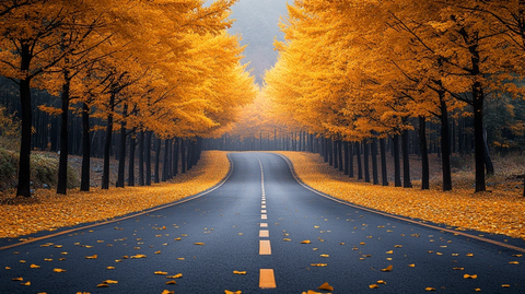 林间公路的秋日美景