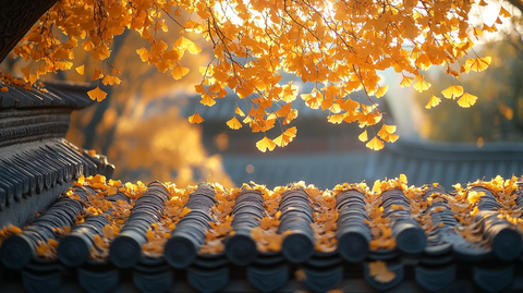 银杏叶落古瓦顶秋韵悠悠映日光