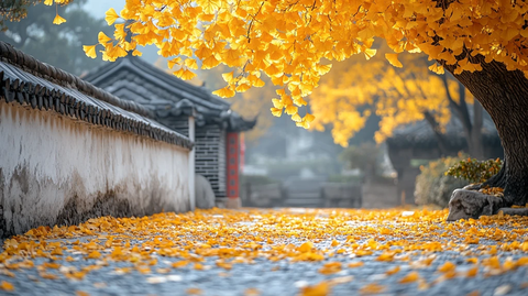 白墙小径旁的银杏树金黄落叶铺满地面