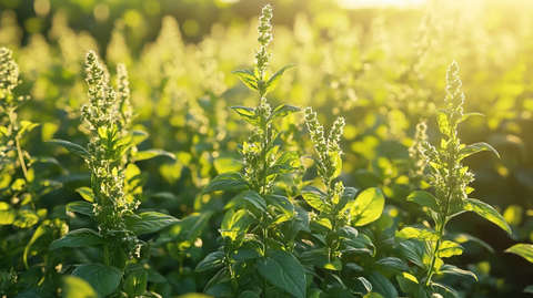 阳光下的薄荷田