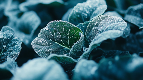 霜打树叶霜桑叶霜降