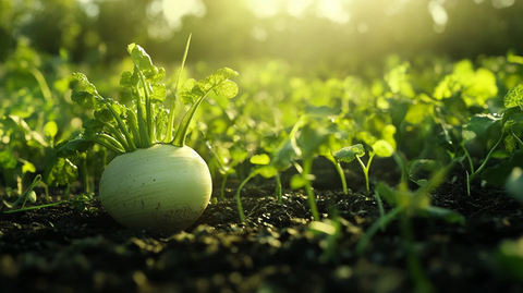 种在地里的白萝卜