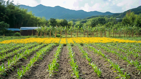 黄金竹笋生长环境