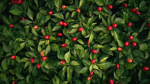 冬青绿叶背景