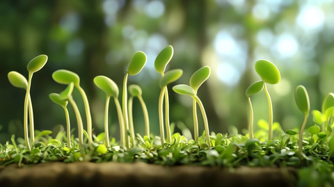 电脑壁纸小苗秧