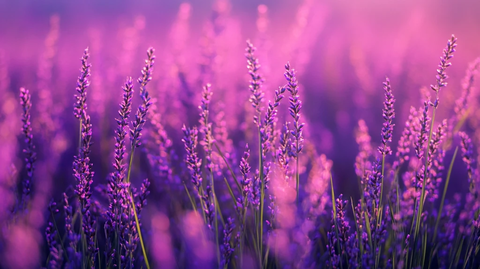 唯美紫色薰衣草