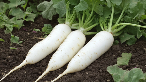 白萝卜种植
