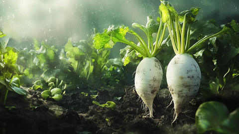 种在地里的白萝卜