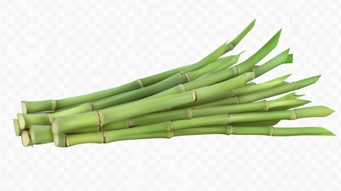 茭白插画素材