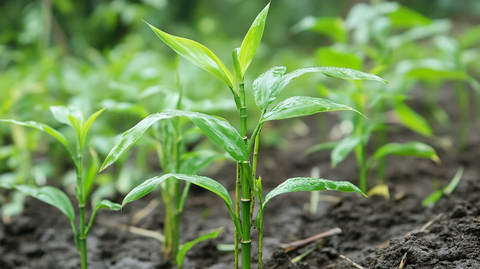 菜园菜地里的辣椒秧苗