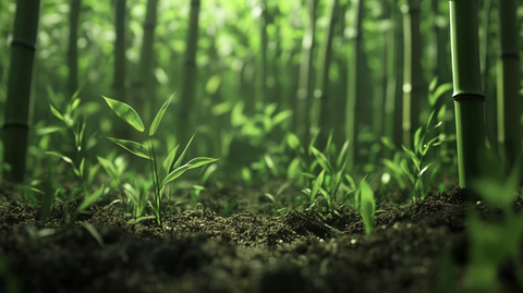 绿色环保竹林壁纸