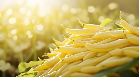 豆类农产品果实