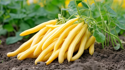 黄豆荚高清图
