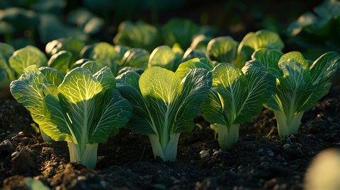 茁壮成长的白菜